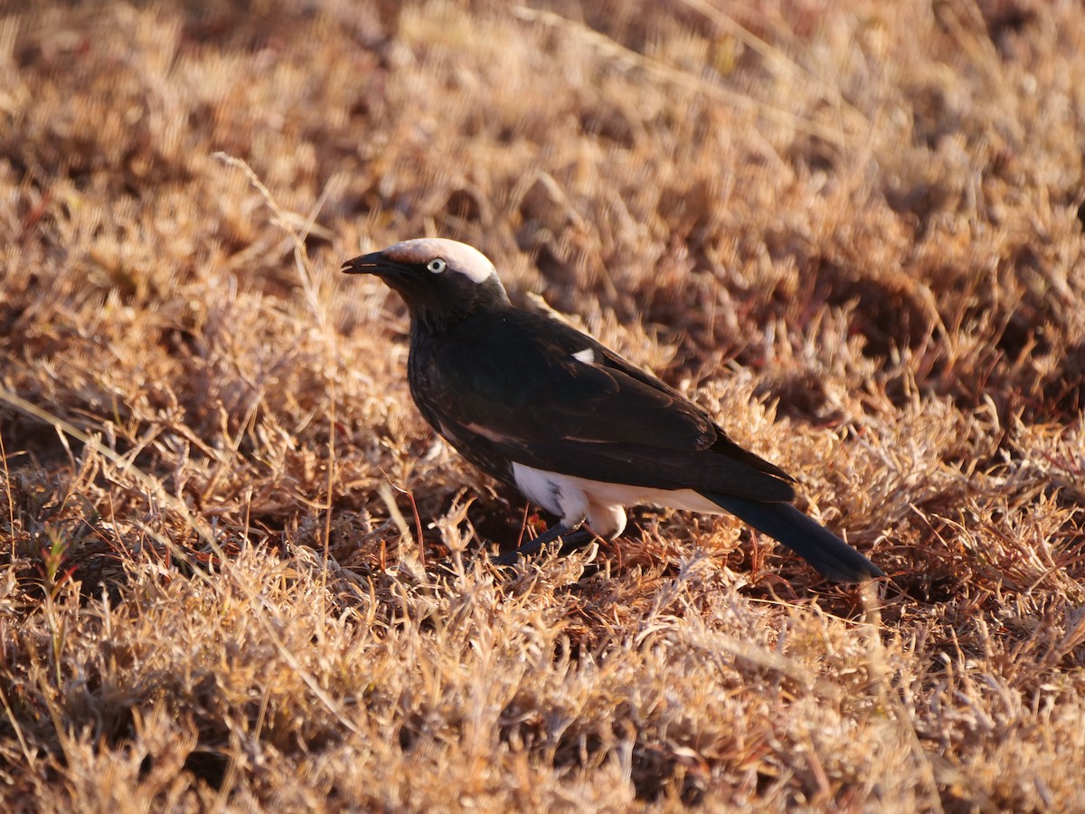 White-crowned Starling - ML616440788