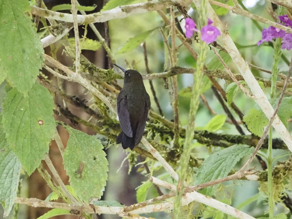 Hoary Puffleg - Bob Maddox