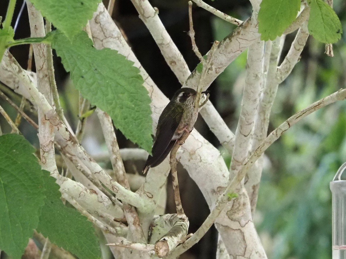 Speckled Hummingbird - ML616440888