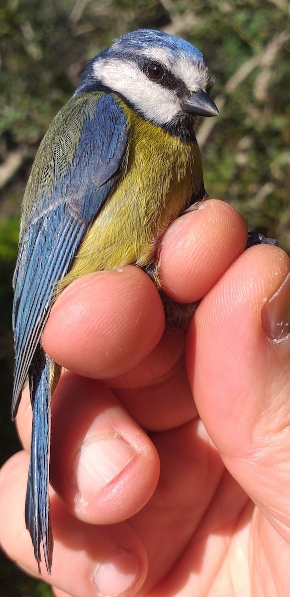 Eurasian Blue Tit - ML616440900