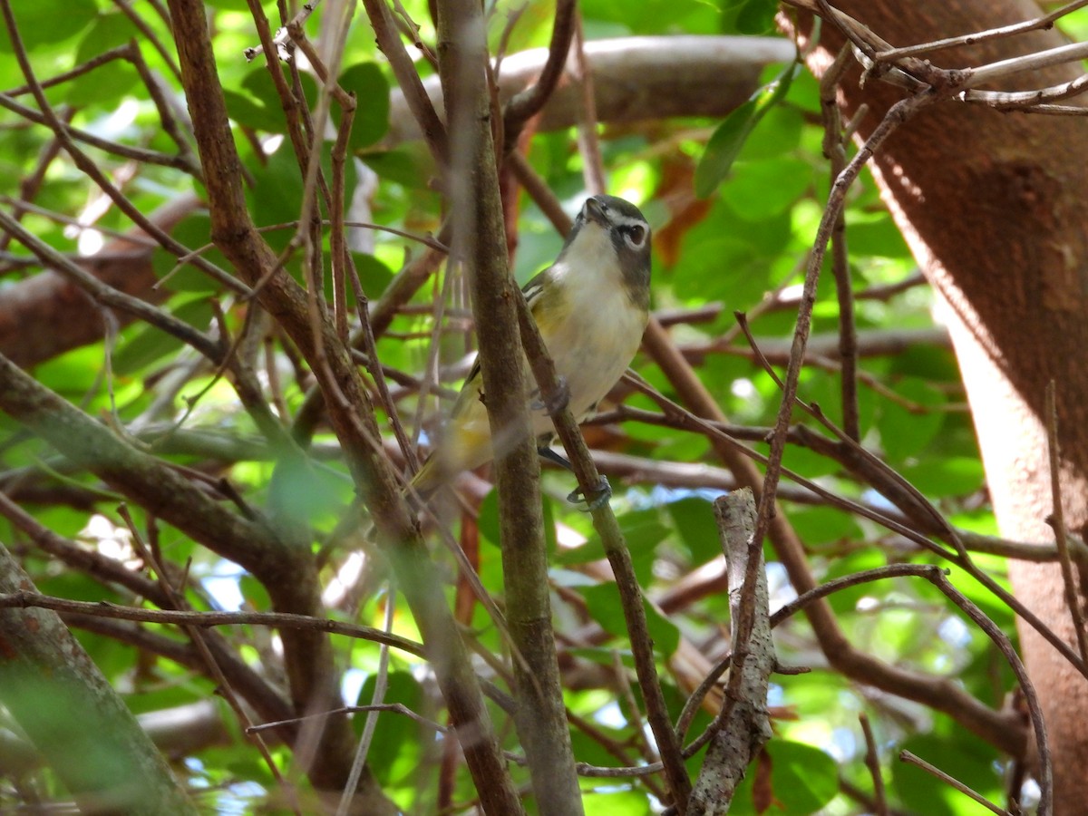 Blue-headed Vireo - ML616440920