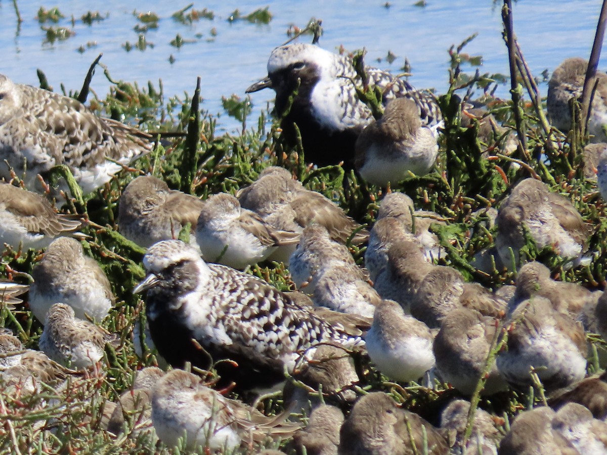 Black-bellied Plover - Alane Gray