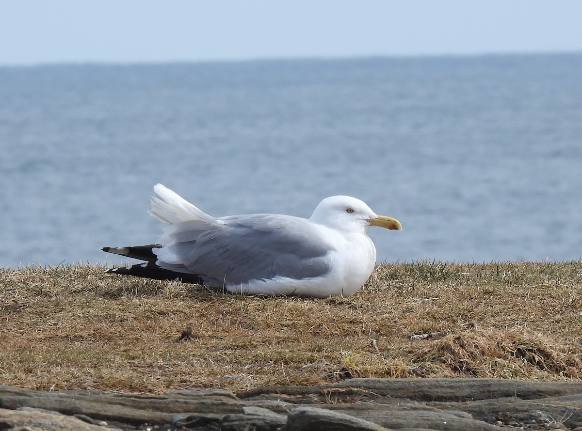 Herring Gull - ML616441013