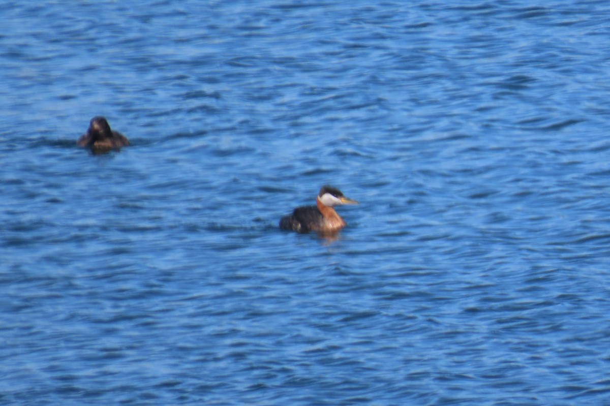 Red-necked Grebe - ML616441102