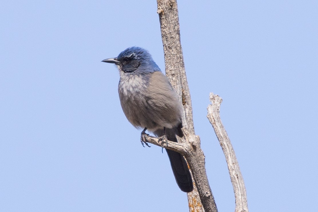 Woodhouse's Scrub-Jay (Woodhouse's) - ML616441117