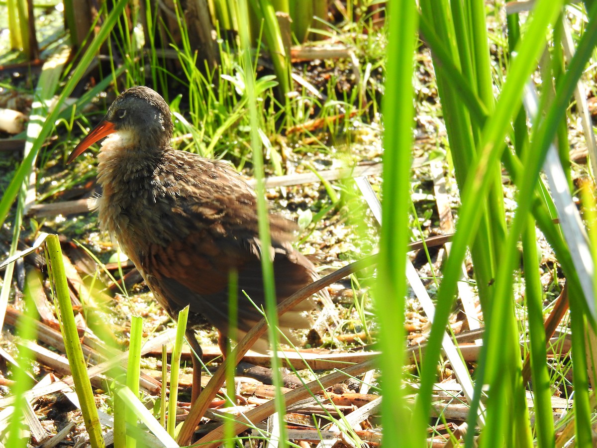 Virginia Rail - Sue Ascher