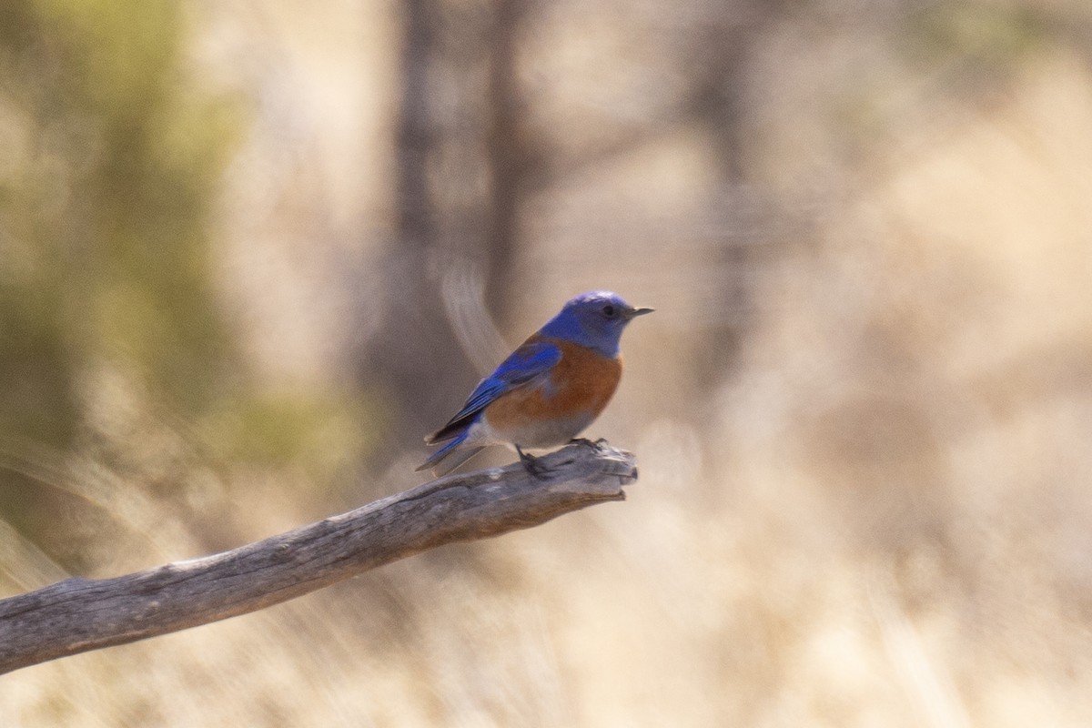 Western Bluebird - ML616441155