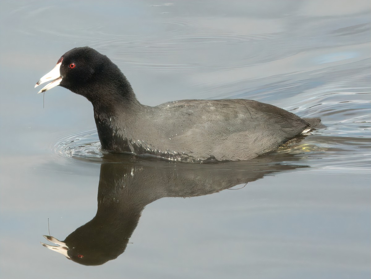 American Coot - Dan Tallman