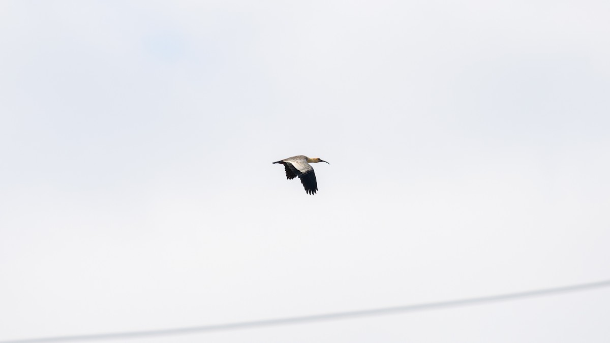 Black-faced Ibis - ML616441201