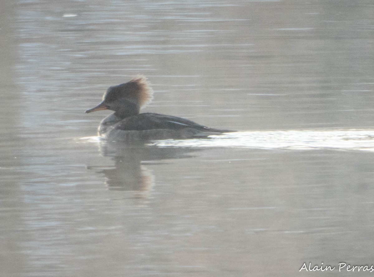 Hooded Merganser - ML616441265