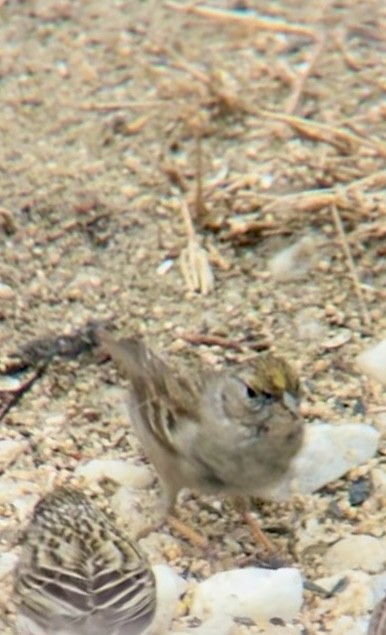 Golden-crowned Sparrow - ML616441273