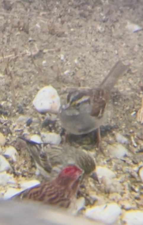 White-throated Sparrow - ML616441285