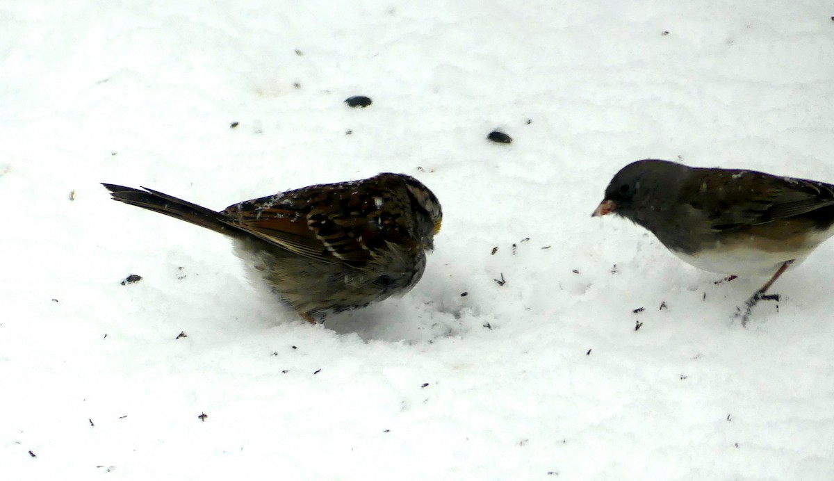 White-throated Sparrow - ML616441292