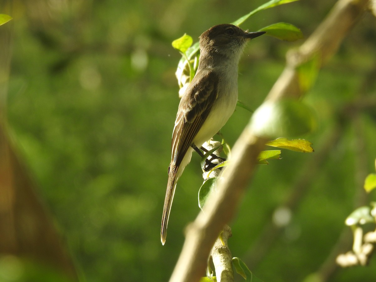 Puerto Rican Flycatcher - Mark Nodine