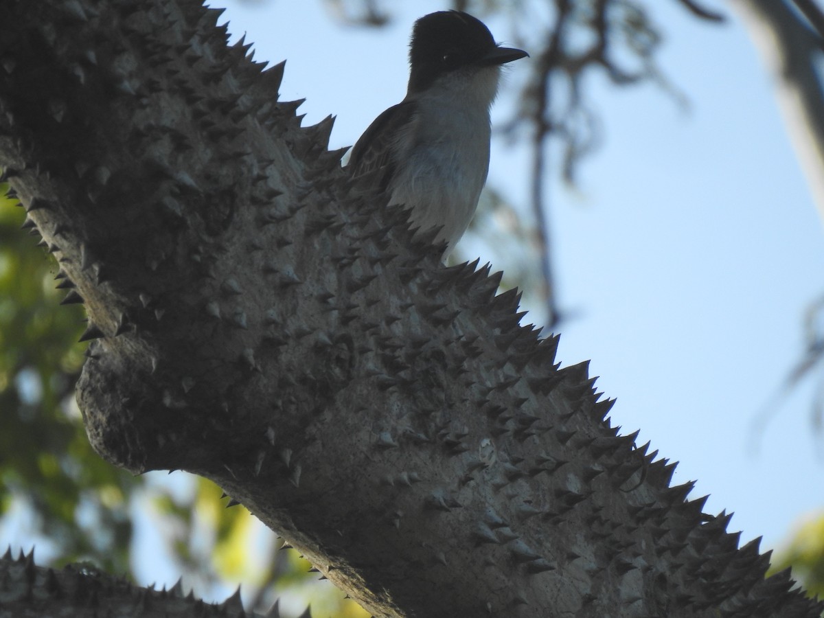 Loggerhead Kingbird - ML616441349