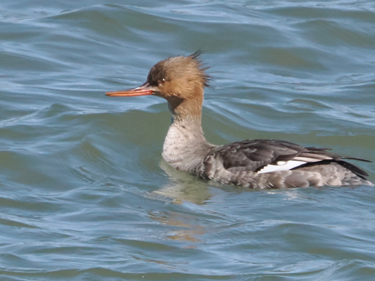 Red-breasted Merganser - ML616441355