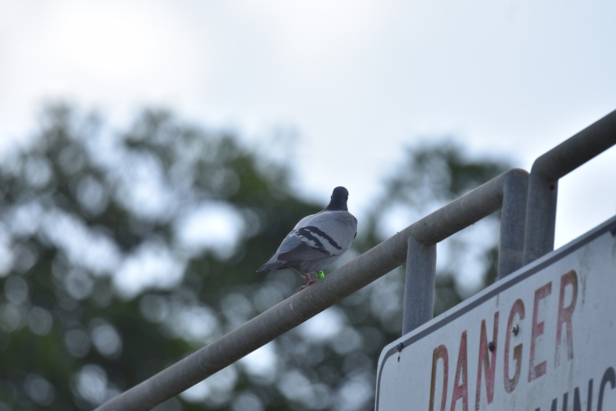 Rock Pigeon (Feral Pigeon) - ML616441378