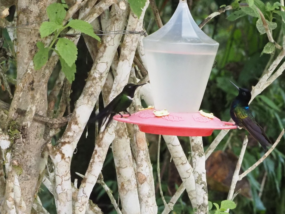 kolibřík hyacintový - ML616441389
