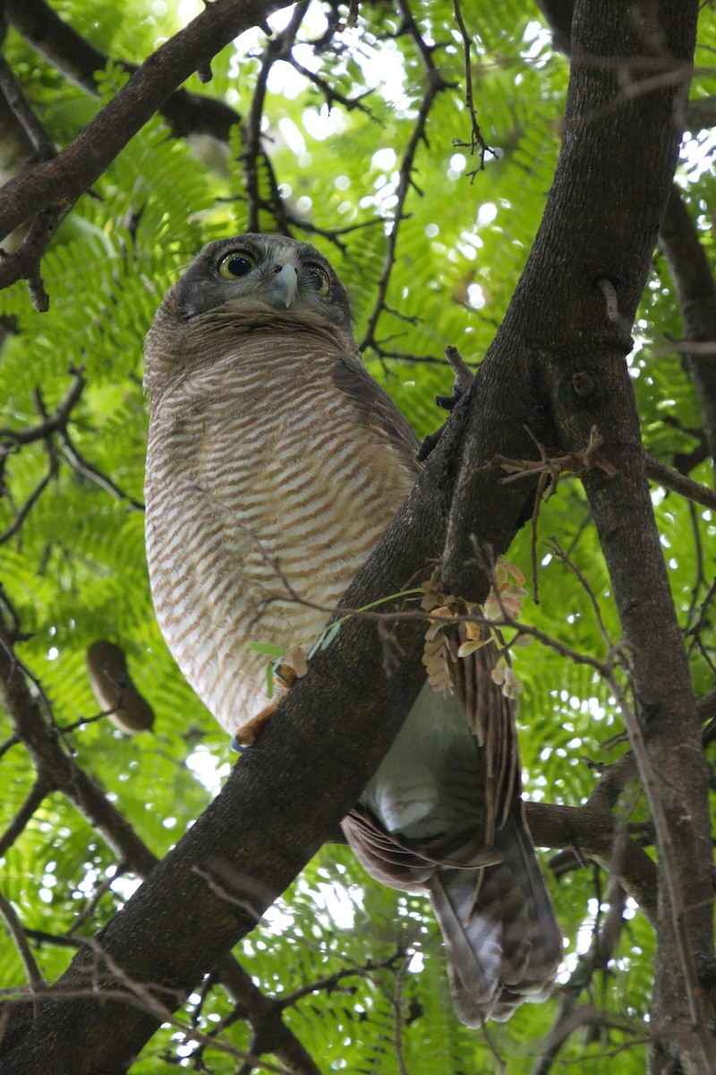 Rufous Owl - ML616441411