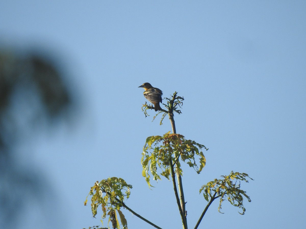 Baltimore Oriole - ML616441426