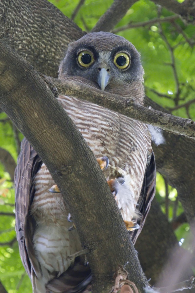 Rufous Owl - Ed Pierce