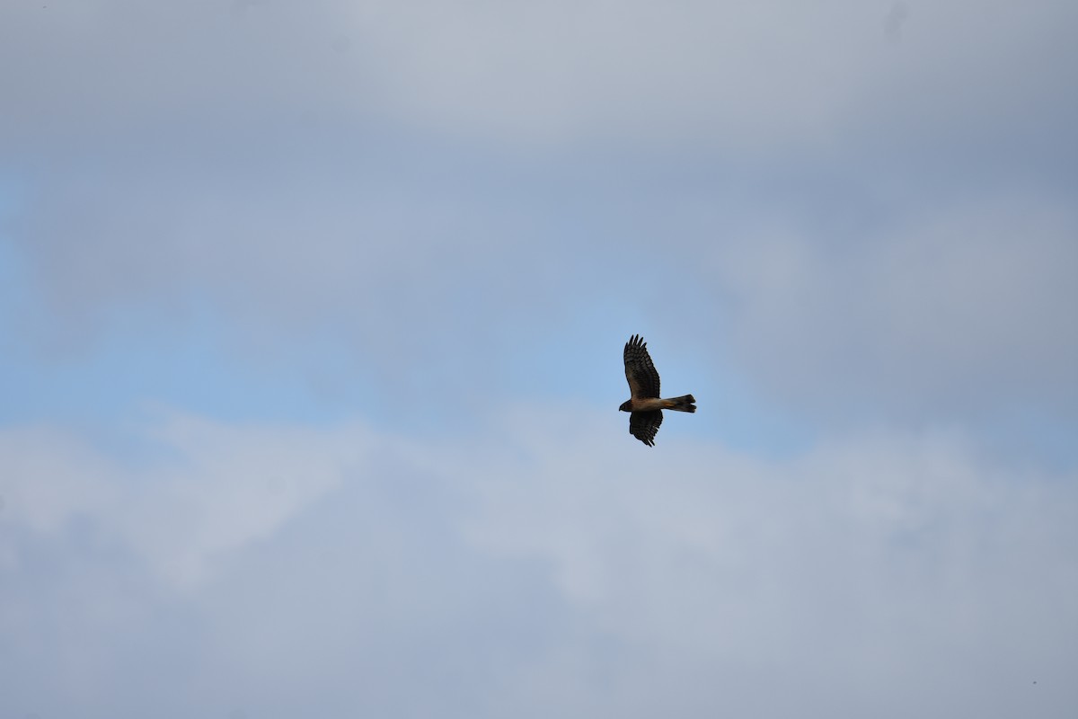 Northern Harrier - ML616441463