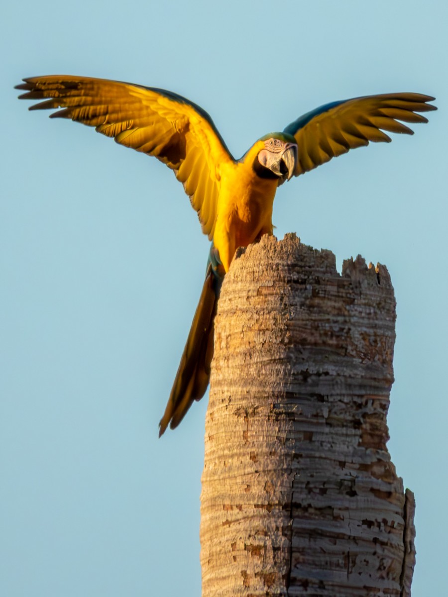 Blue-and-yellow Macaw - ML616441522