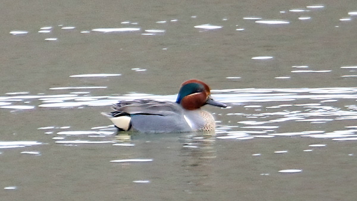 Green-winged Teal (Eurasian x American) - Anthony Macchiarola