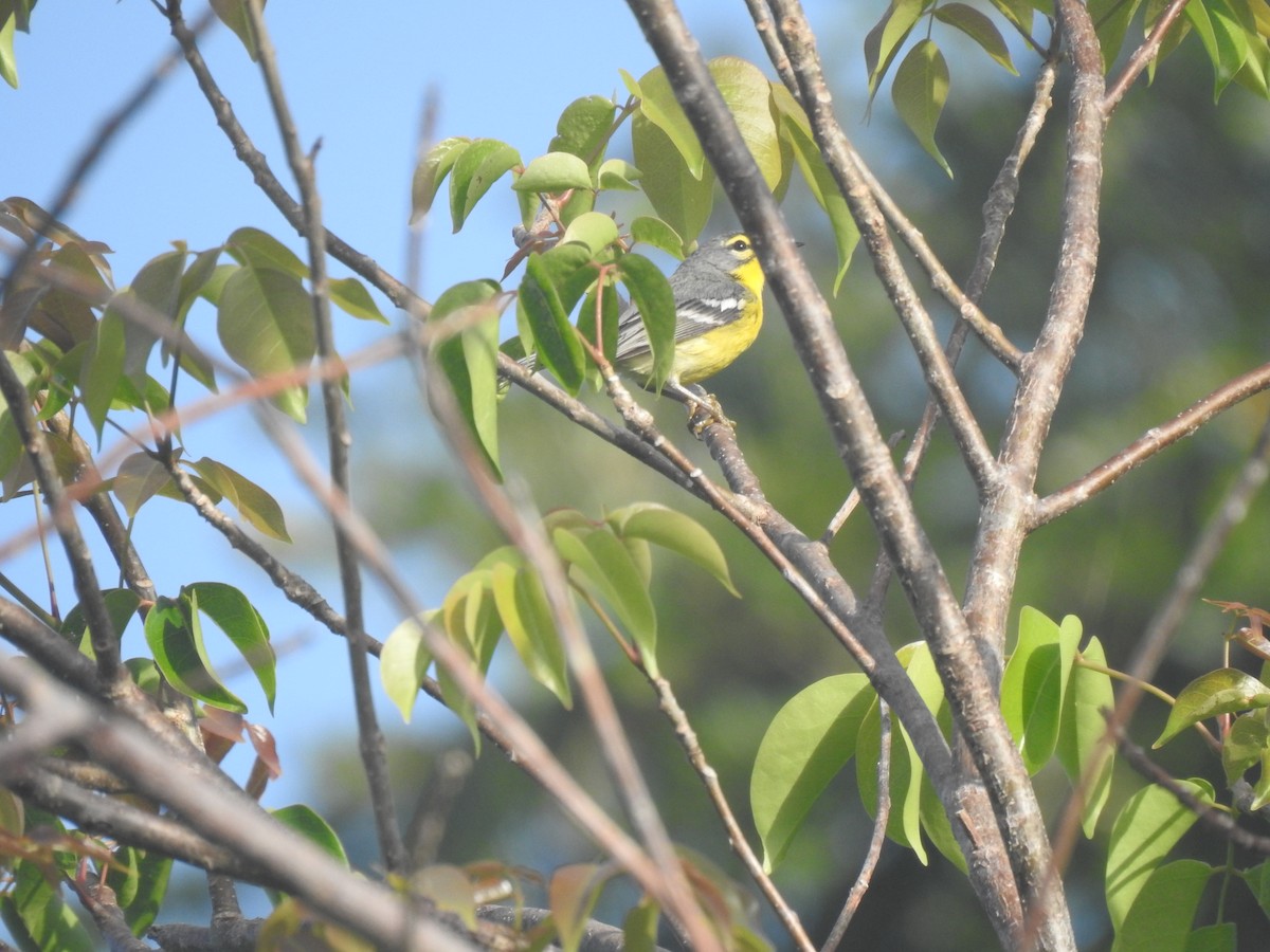 Adelaide's Warbler - ML616441620