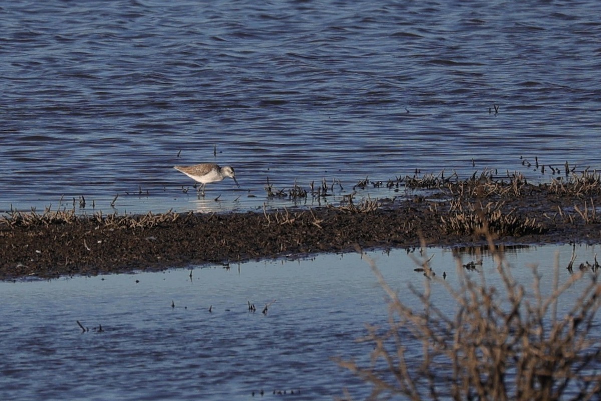 Marsh Sandpiper - Kylie-Anne Cramsie