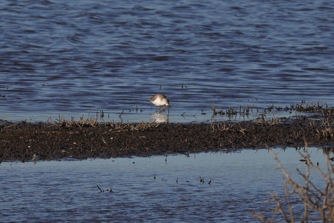 Marsh Sandpiper - Kylie-Anne Cramsie