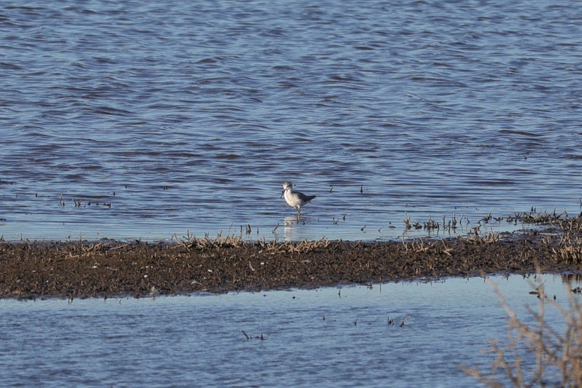 Marsh Sandpiper - Kylie-Anne Cramsie