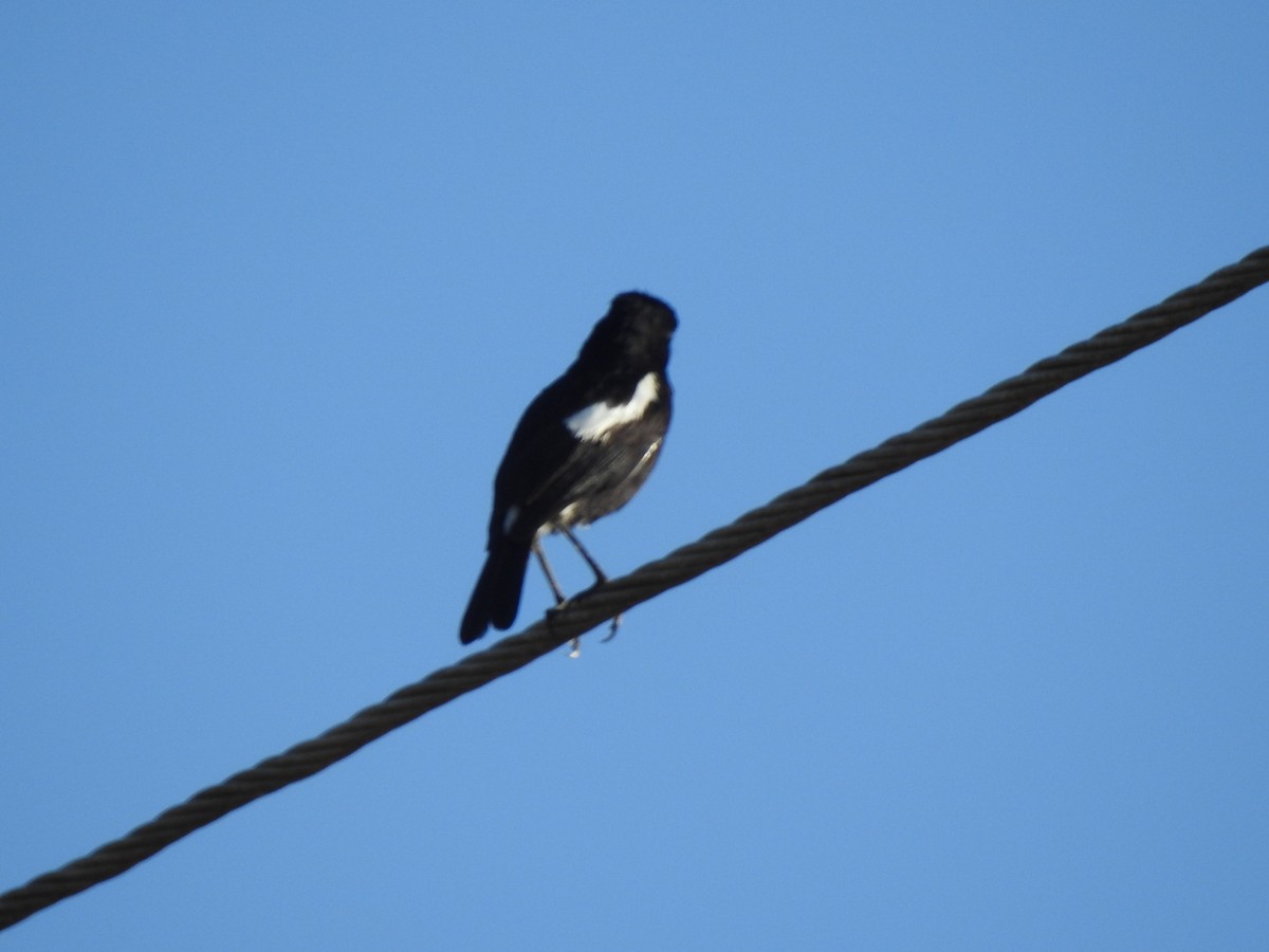 Pied Bushchat - ML616441670