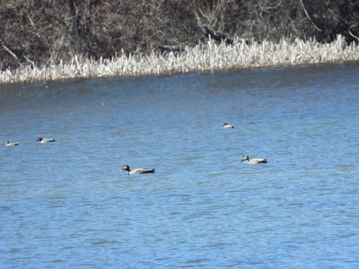 Gadwall - ML616441675