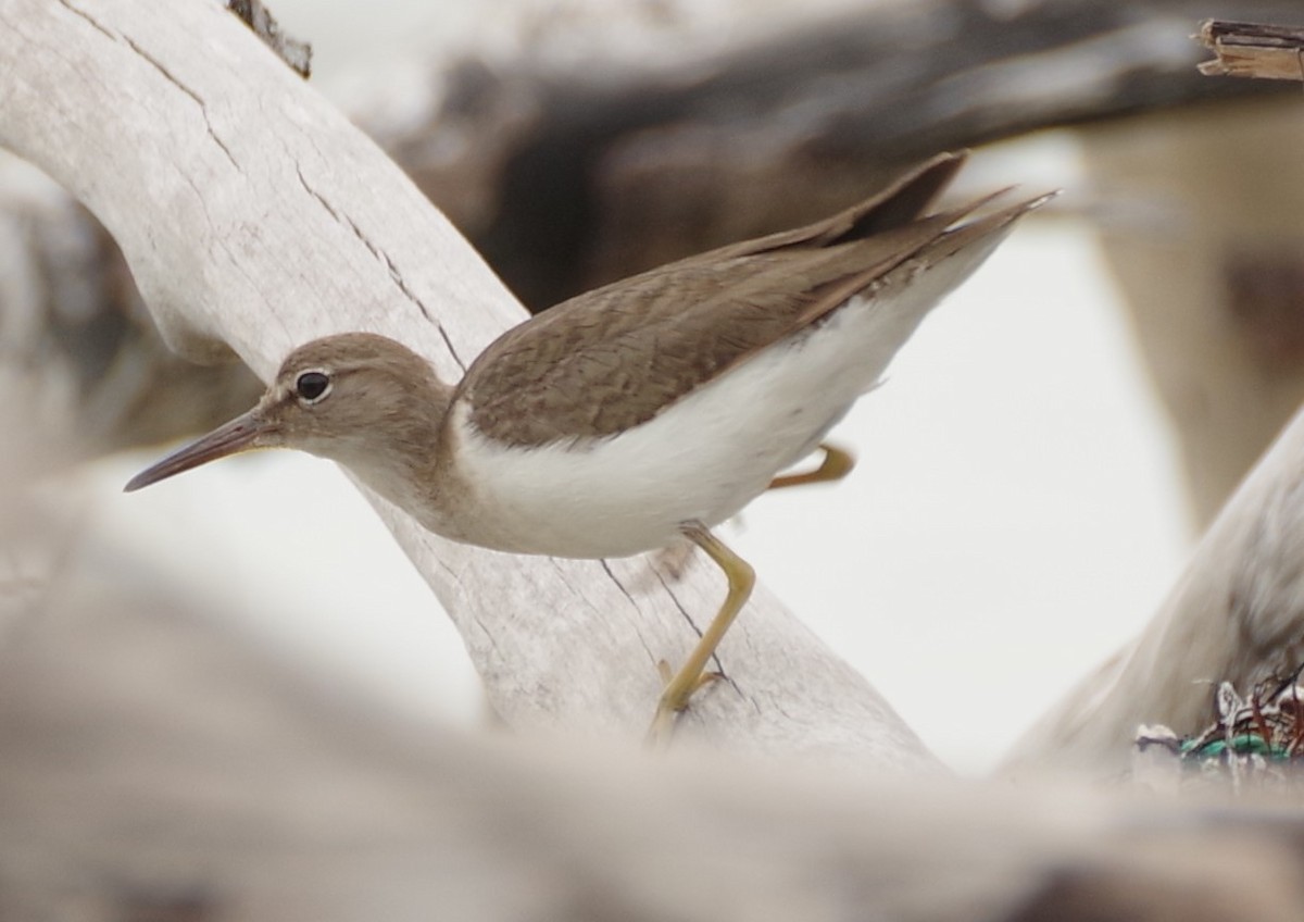 Spotted Sandpiper - h rudy sawyer