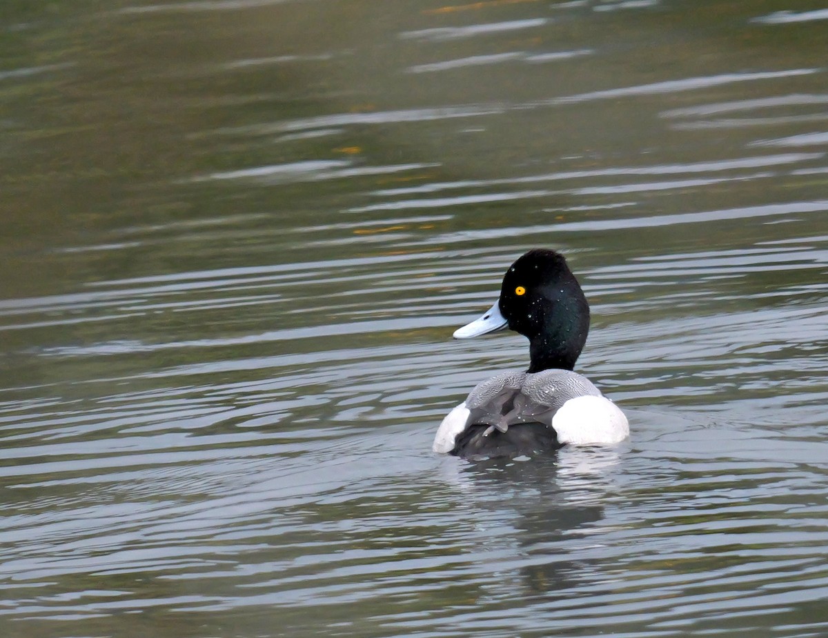 Lesser Scaup - ML616441715