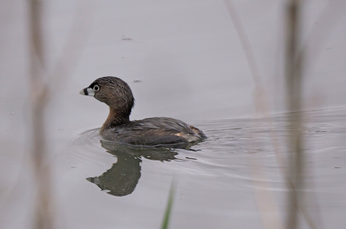 Pied-billed Grebe - ML616441752