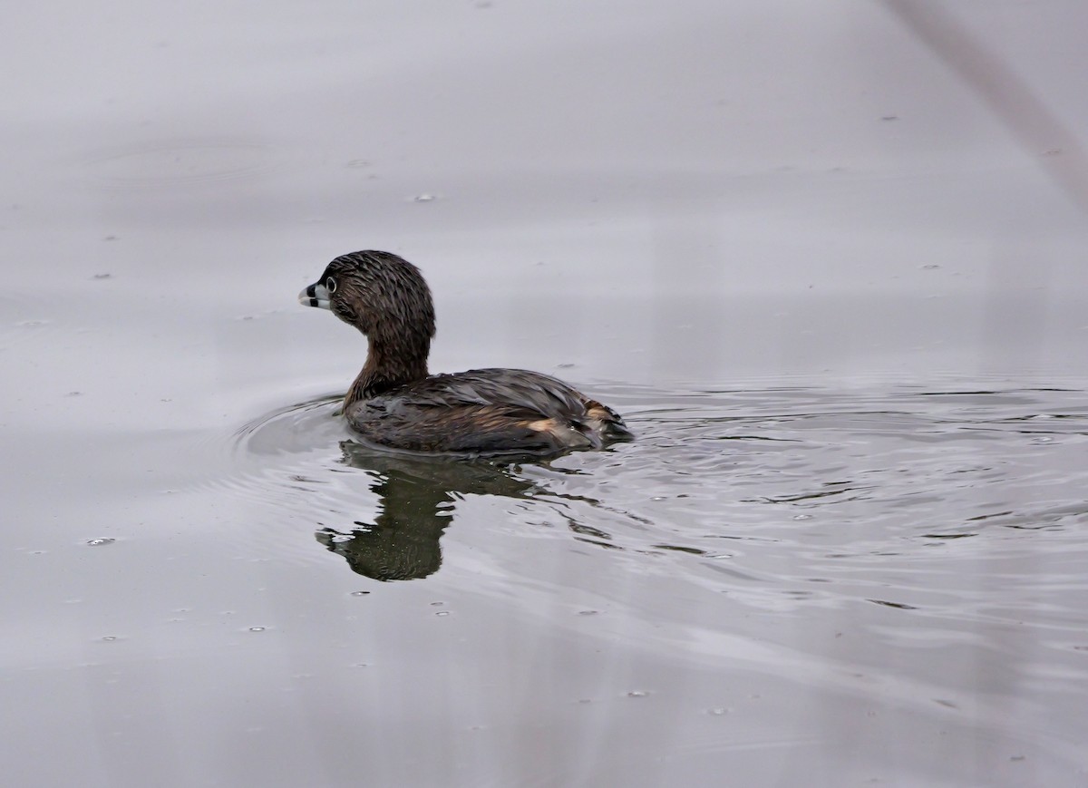 Pied-billed Grebe - ML616441753