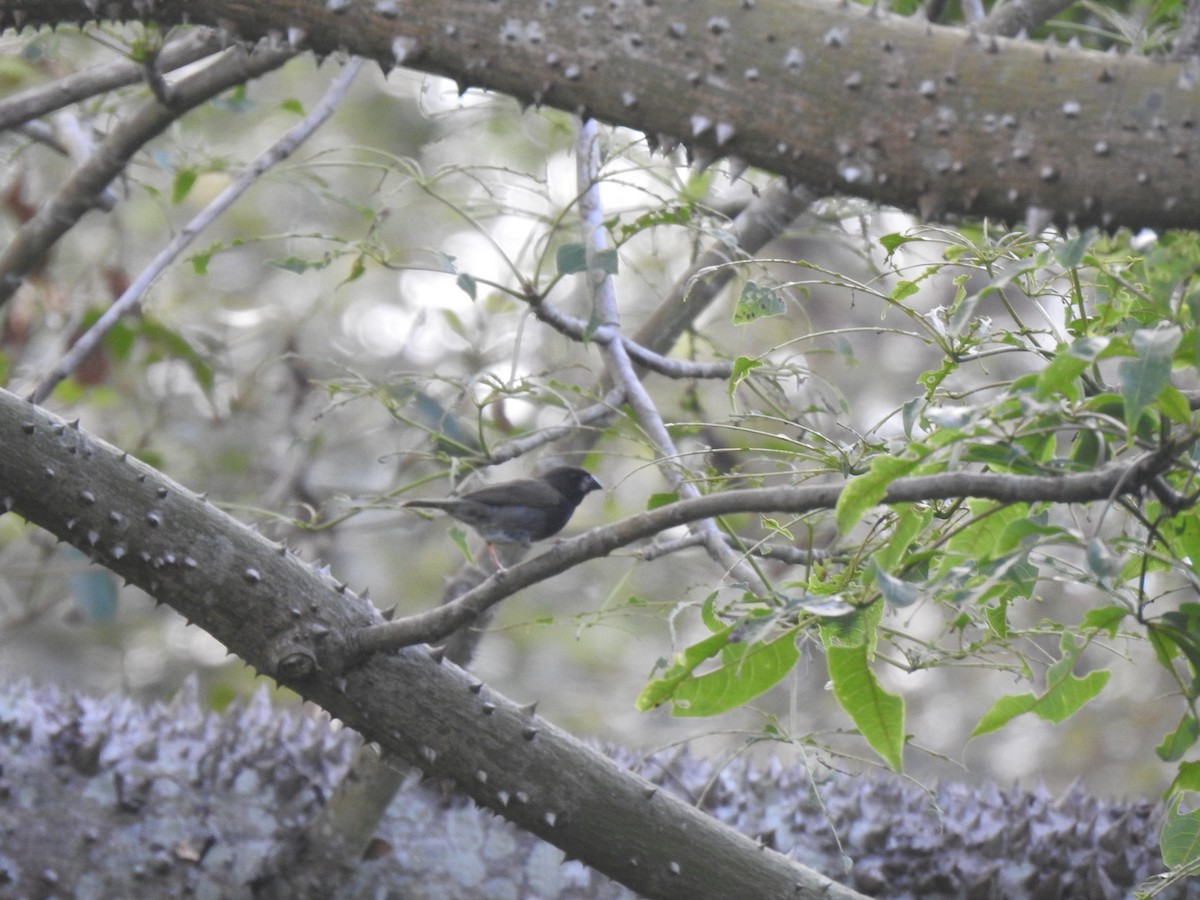 Black-faced Grassquit - ML616441772