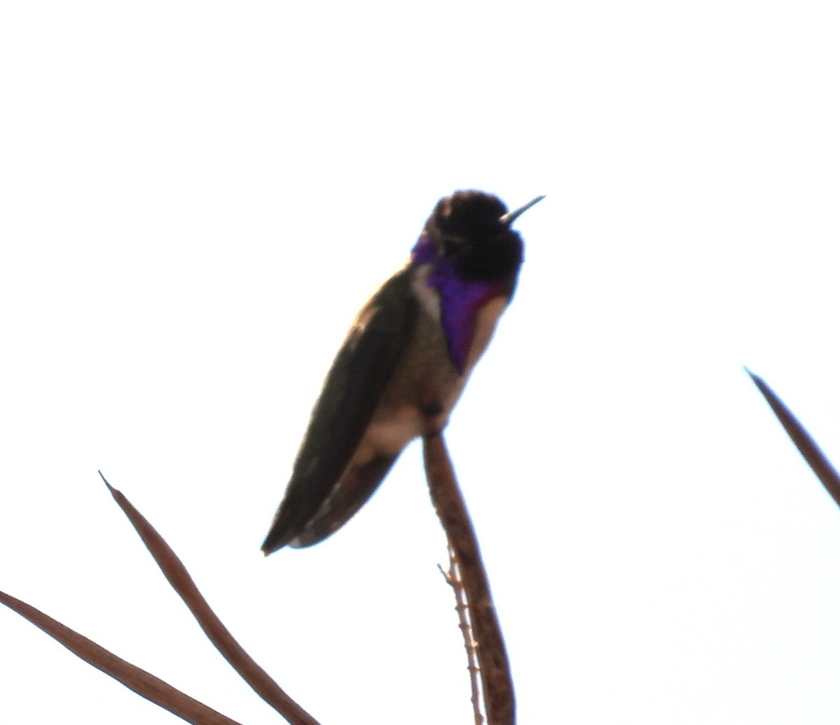 Costa's Hummingbird - ML616441794