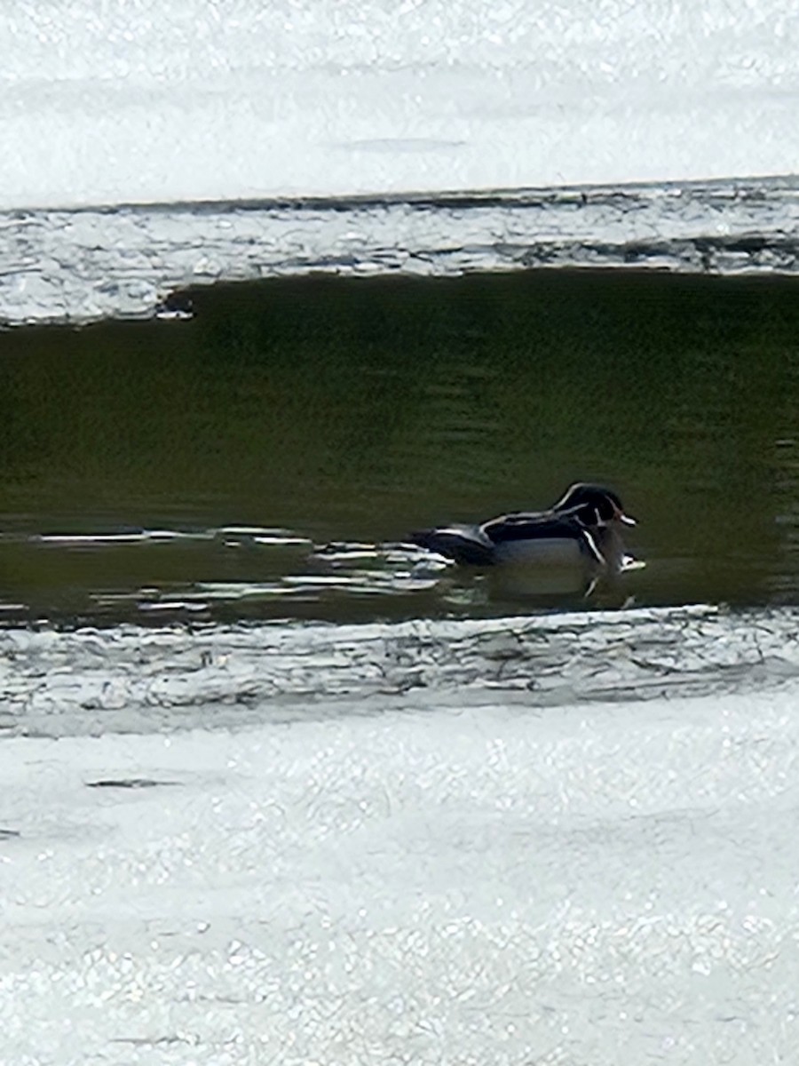 Wood Duck - ML616441795