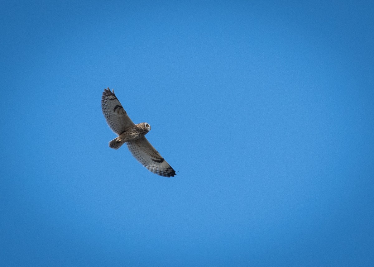 Short-eared Owl - Kevin Zhong