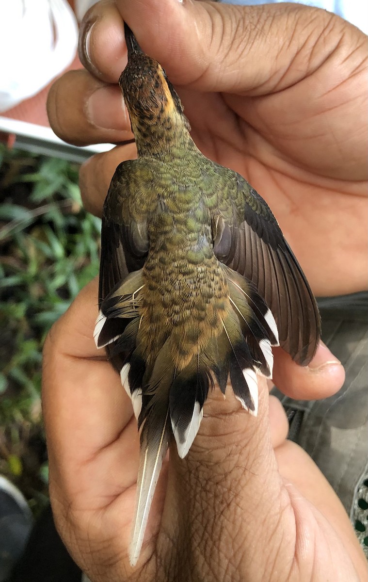 Чешуегорлый колибри-отшельник - ML616441837