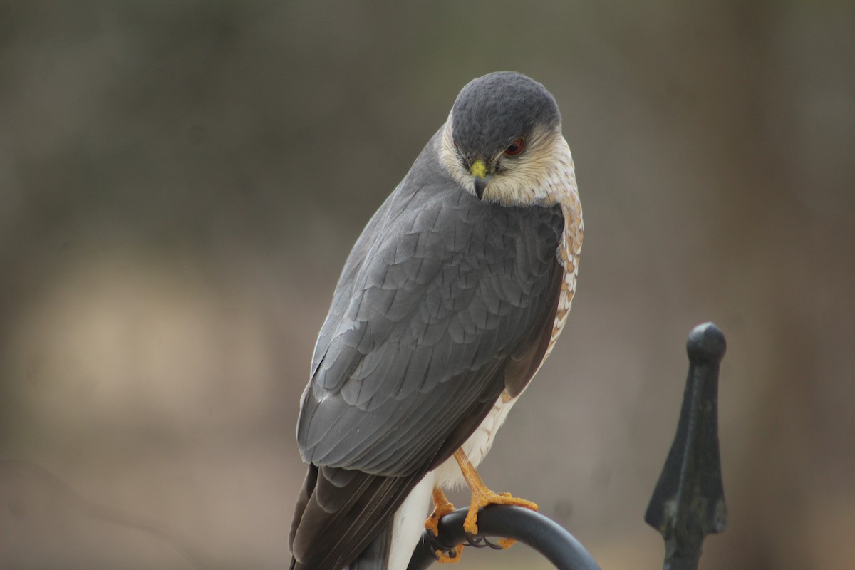 Sharp-shinned Hawk - ML616441888