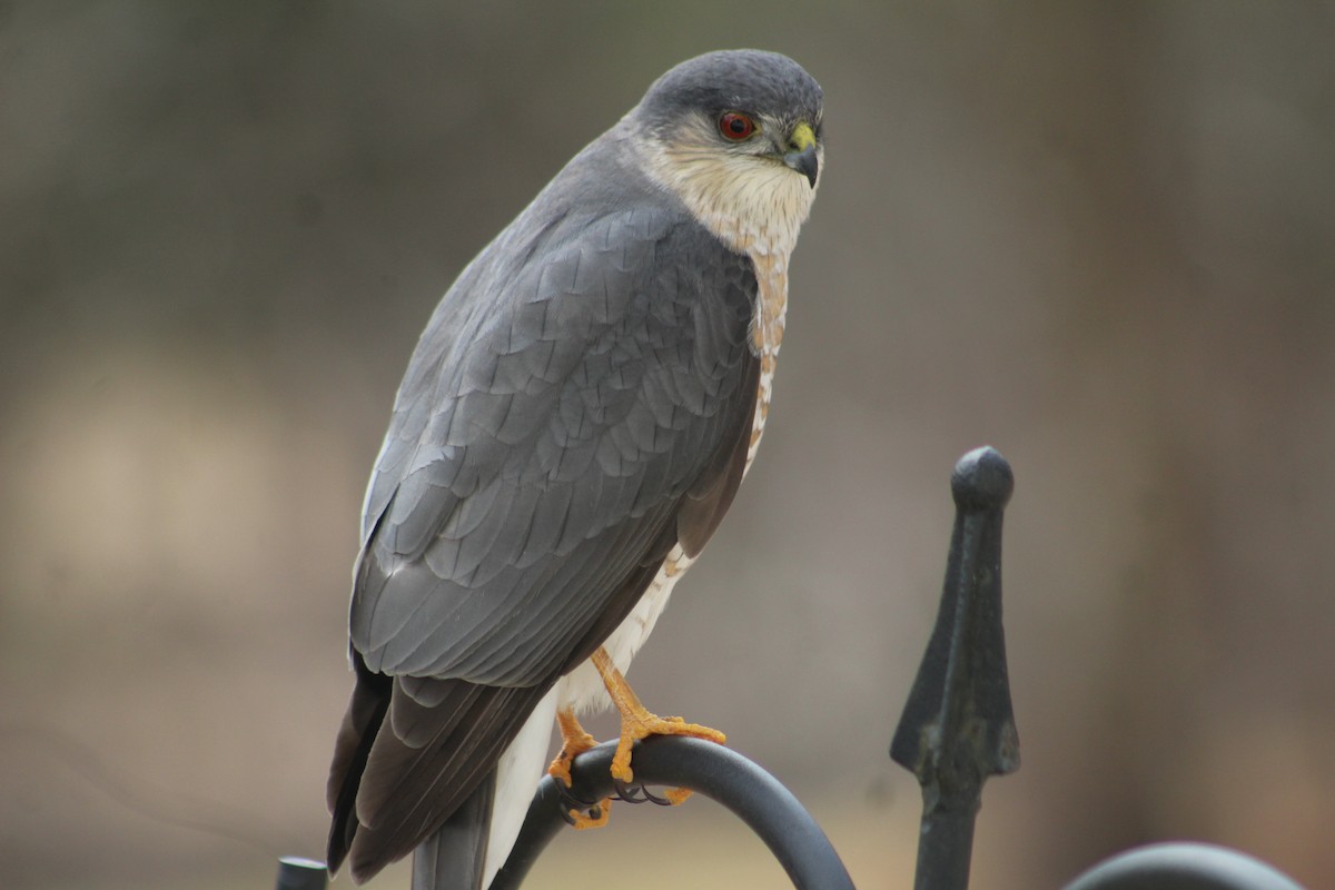 Sharp-shinned Hawk - Christine Nisbet