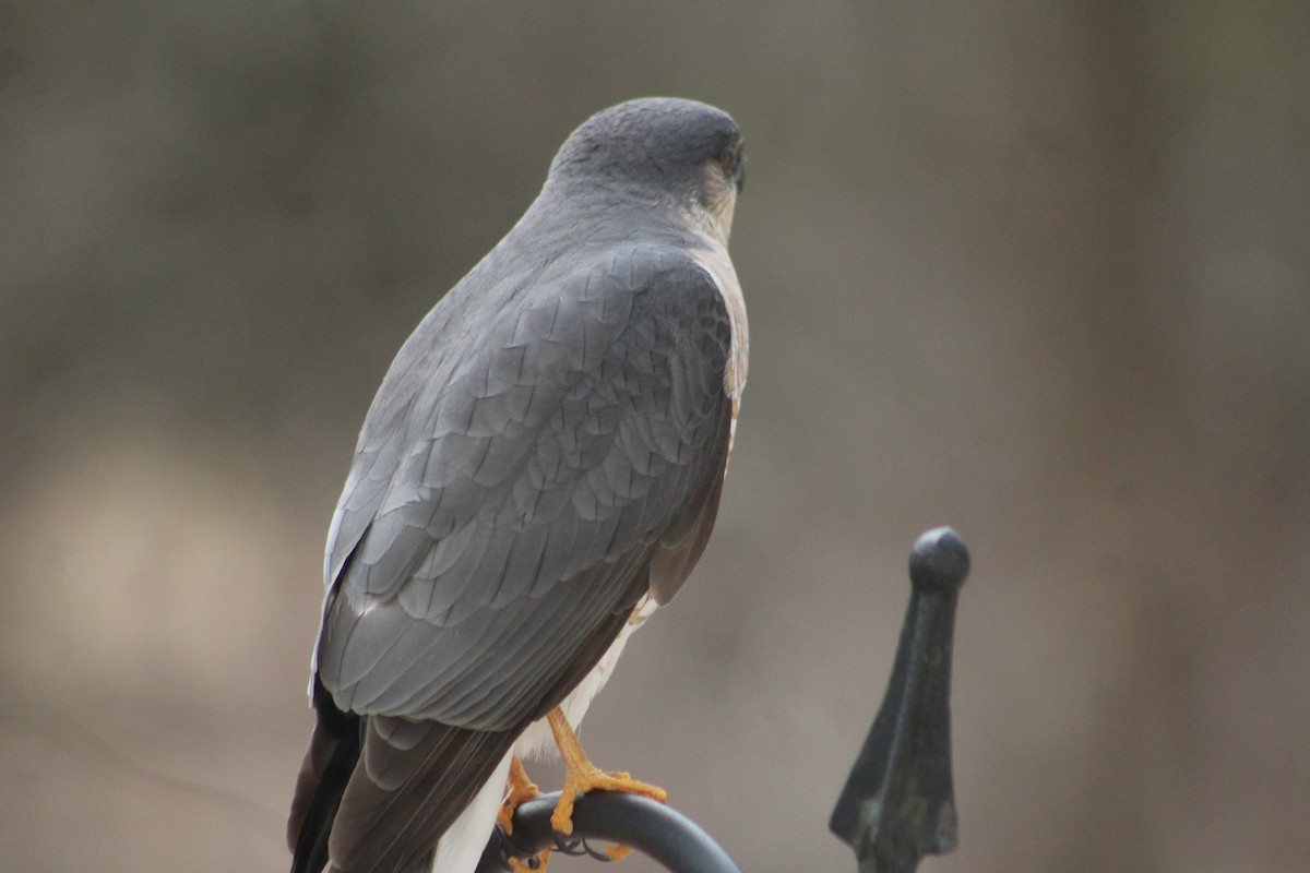 Sharp-shinned Hawk - ML616441897