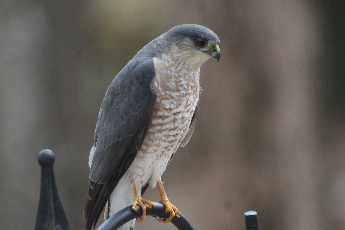 Sharp-shinned Hawk - ML616441898