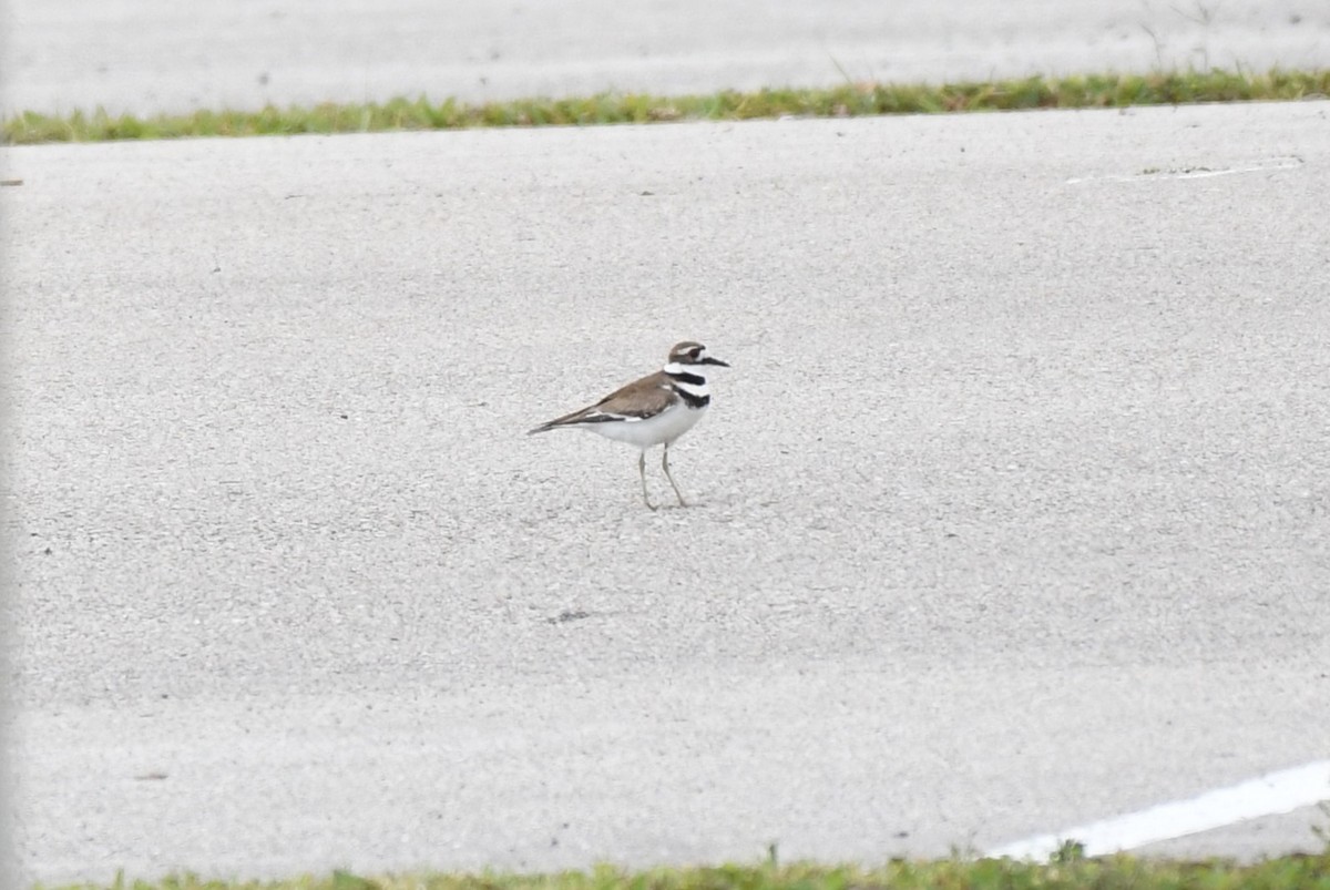 Killdeer - ML616441902