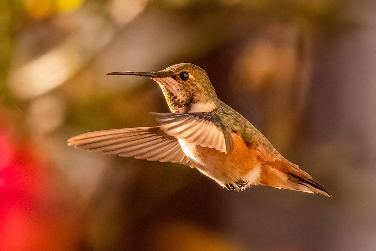 Rufous Hummingbird - ML616441925