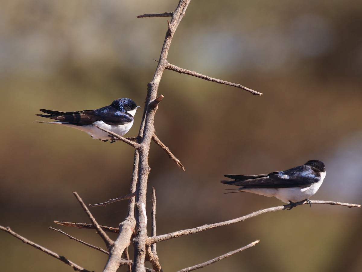 White-tailed Swallow - ML616441926